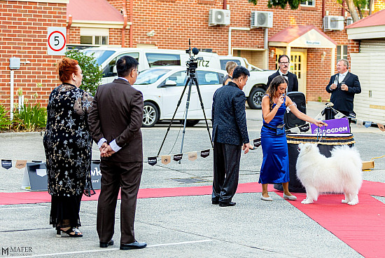 DOG OF THE YEAR - Feb 2026