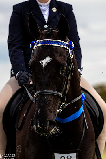 ABSS Spring Carnival Horse Show - November 2025