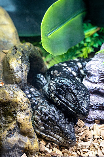 EXOTIC ANIMALS & WILDLIFE