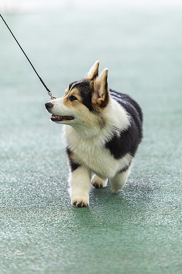 WELSH CORGI CLUB OF VIC 2025