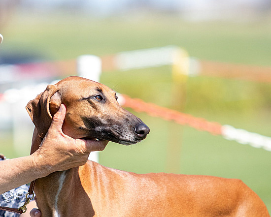 HOUND CLUB OF VIC CHAMP SHOW 2025