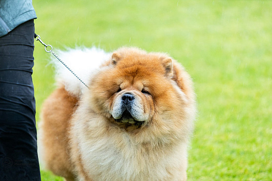 VIC WOMEN´S CHAMP SHOWS 2025